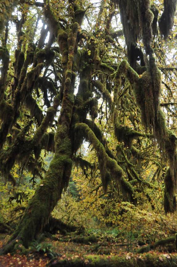 A floresta de Hoh é tão úmida que galhos e troncos estão sempre cobertos de musgos, no Olympic National Park, no estado de Washington, oeste dos Estados Unidos